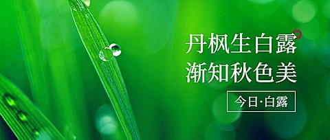 白露节气祝福实景露珠公众号首图