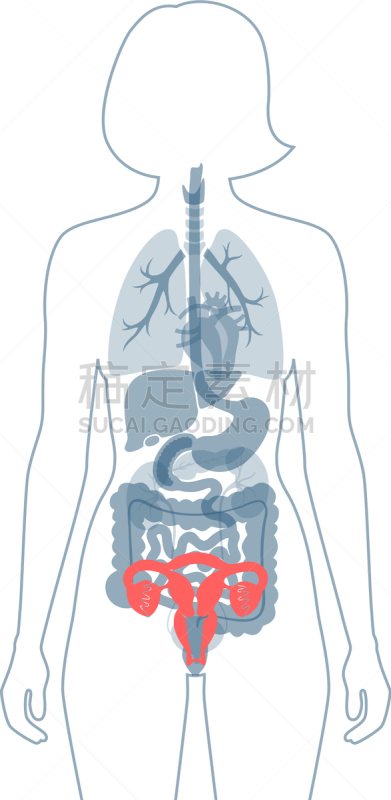 女性生殖系统,生物学,商务,健康保健,门诊部,模板,女人,品牌名称,儿童