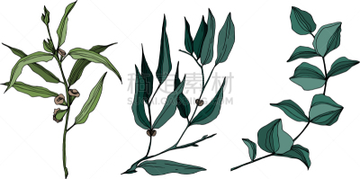 叶子,黑白图片,桉树,铅笔,壁纸,植物,夏天,草图,剪影