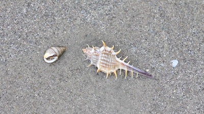 金星梳状海贝