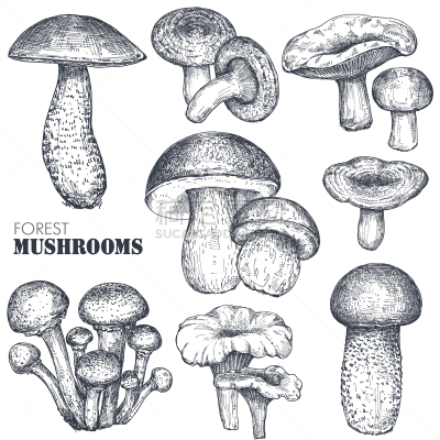 动物手,食用菌,蔬菜,Porcini Mushroom,清新,食品,绘制,收集,烹调,复古