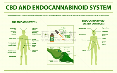 CBD,水平画幅,顺序,生物学,新陈代谢,分子,受体,舌下,淋巴系统