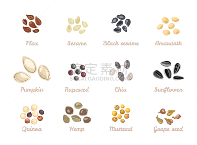 芥末,葡萄,向日葵,绘画插图,卡通,白色,藜麦,油菜花,芝麻,种子