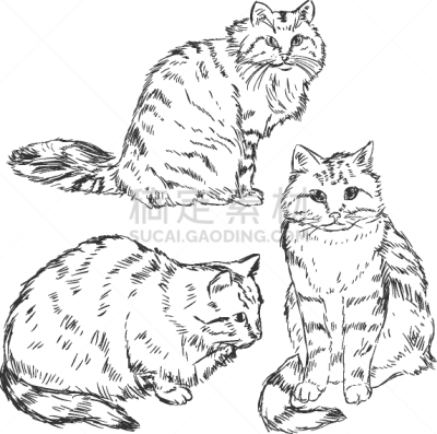 草图,猫,多样,简单,哺乳纲,自然美,数码图形,尾巴,剪贴画,毛绒绒