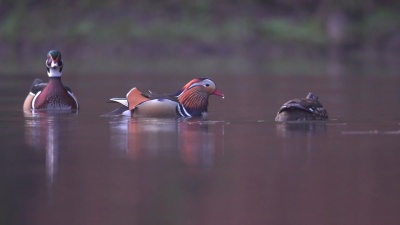 鸳鸯(Aix Galericulata)和木鸭(Aix Spisa)在水中寻找食物