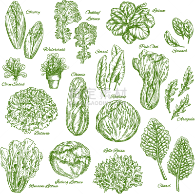 蔬菜,草图,式样,蔬菜叶,农业,菠菜,清新,莴苣,食品,水芹