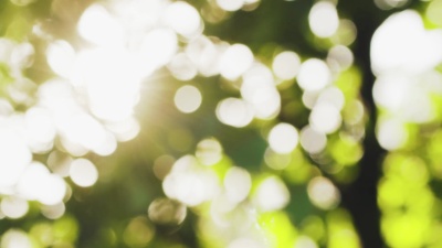 夏日的树叶随着阳光穿过树叶而变得模糊不清