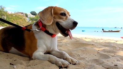 比格犬躺在沙滩上