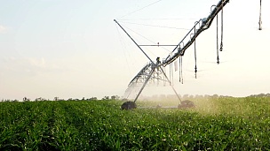 带灌溉系统的玉米田