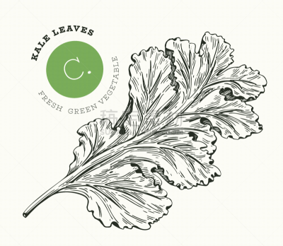 hand drawn sketch style kale salad organic fresh