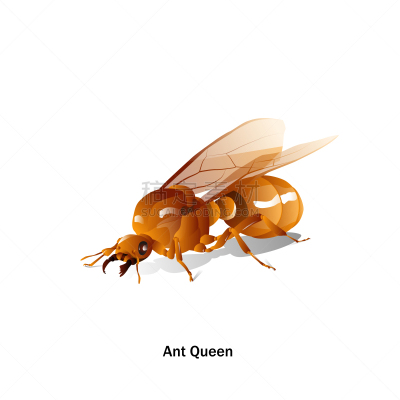 ants queen