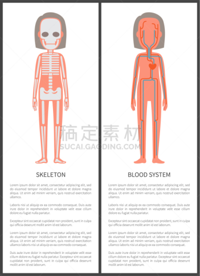 人类骨架,心血管系统,生物学,微生物学,静脉滴注,健康保健,文字,女人,流动