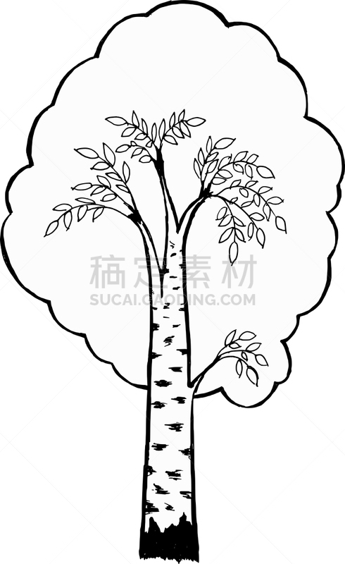 白桦,分离着色,自然,图像,植物群,枝,矢量,格林伍得,植物,树
