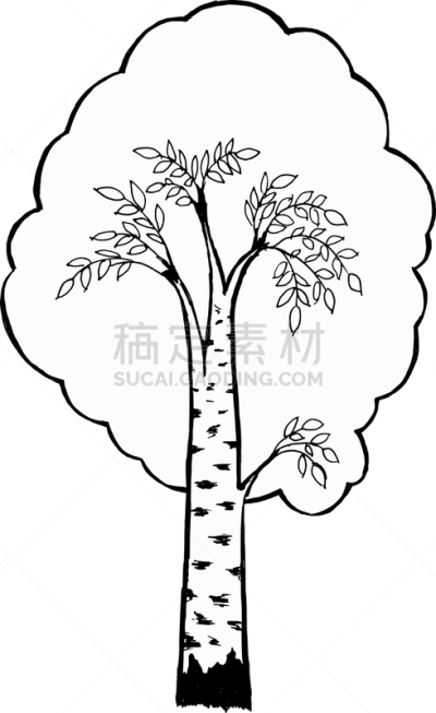 白桦,分离着色,自然,图像,植物群,枝,矢量,格林伍得,植物,树