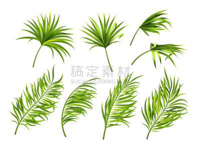 分离着色,叶子,鸡尾酒,白色背景,夏天,白色,绿色,华丽的,自然美,庆祝