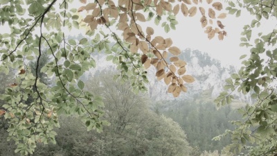 里拉山秋叶特写