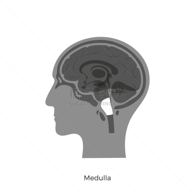 绘画插图,矢量,延髓,生物学,有序,健康保健,侧面,半球体,背景分离,大脑边缘系统