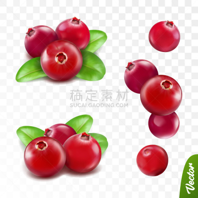 蔓越桔,水果,叶子,矢量,清新,浆果,分离着色,三维图形,布置,写实