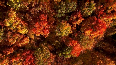 俯瞰秋天令人惊叹的美丽色彩，森林，树木，空中无人机立交桥景观。
