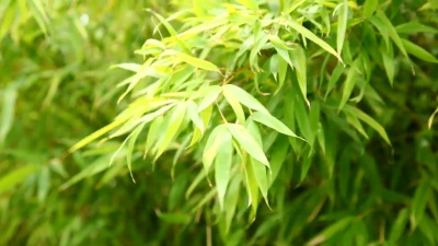 竹林