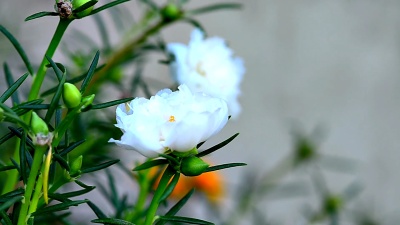 马齿苋