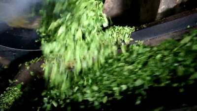 车间加工中的茶叶