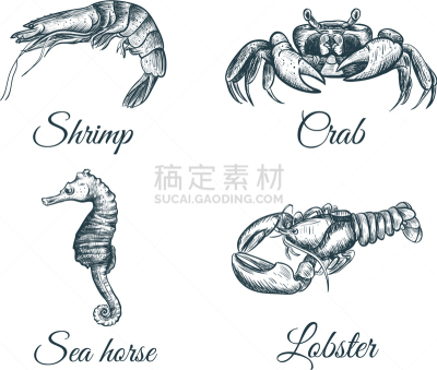 海马,草图,龙虾,虾,螃蟹,菜单,海产,图像,海洋,烹调
