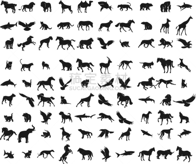 动物,猴子,斑马,纯种犬,野生动物,狗,狮子,小马,彪马,象
