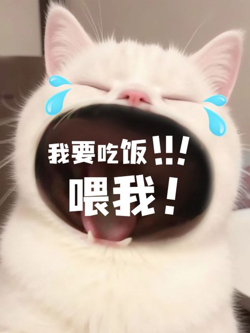 日常生活分享动物嘴巴放大效果爆款大字小红书封面预览效果