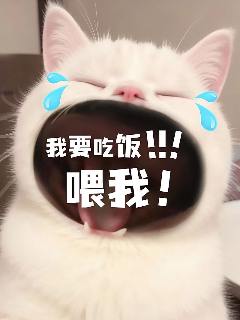 日常生活分享动物嘴巴放大效果爆款大字小红书封面