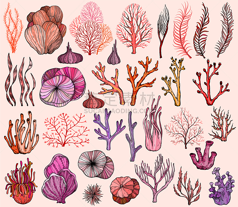 珊瑚 海洋 动物手 野生动物 植物群 生物 动物 海绵 绘制 布置图片素材下载 稿定素材
