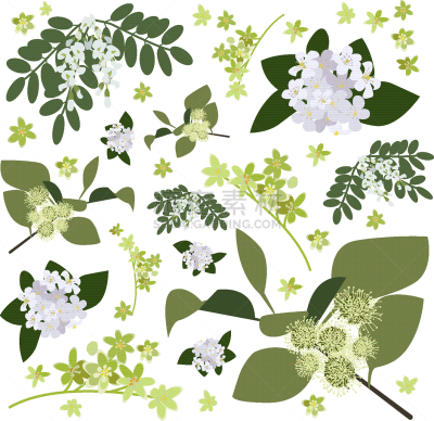 野花,绘画插图,商务,自然,六边形,秋麒麟草属,花朵,蓝莓,布置,收集