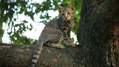 猫的行为，走在树上和锐利的爪子