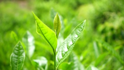 新鲜茶叶