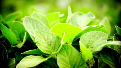 大豆植株的特写镜头。