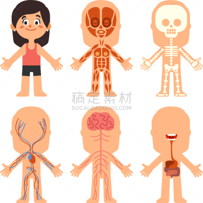 女人,女孩,生理学,动画片,生物学,健康保健