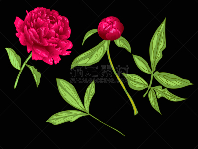 绘画插图,雕刻图像,牡丹,红色,艺术,矢量,墨水,绿色,植物学,花