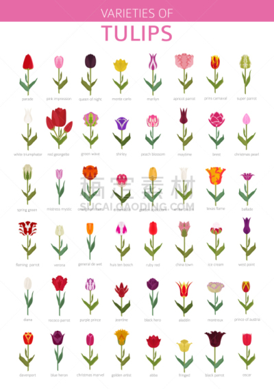 多样,郁金香,园林,图标集,平坦的,分离着色,白色,信息图表,黄色,花