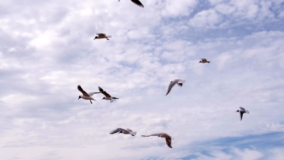 海鸥遇到逆风