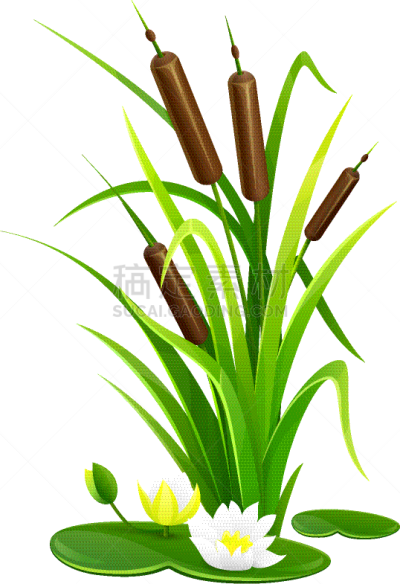 植物群,灌木,芦苇,灌木林,分离着色,白色,自然,简单背景,图像,叶子