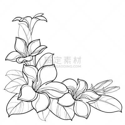 花蕾,矢量,黑色,轮廓,角落,小号,叶子,白色背景,串,花