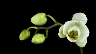 盛开的白兰花