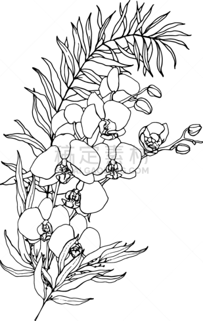 线条画,枝,叶子,兰花,花,矢量,绘画插图,花束,桉树,背景