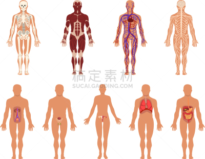 健美身材,顺序,个性,成年的,人类消化系统,神经系统,血流动,内分泌系统,布置