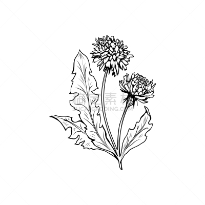 蒲公英,草图,花朵,墨水,黑色,健康保健,直的,蜂蜜,春天,复古