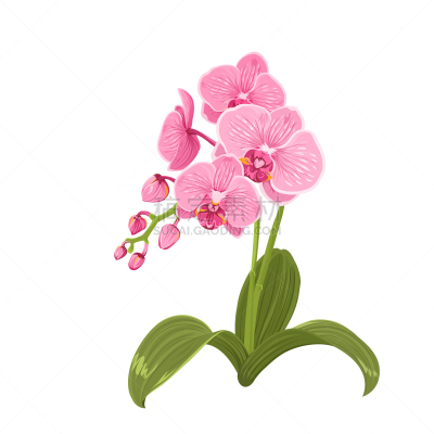 兰花,粉色,蝴蝶兰,分离着色,芳香的,高雅,脆弱,花,写实,装饰