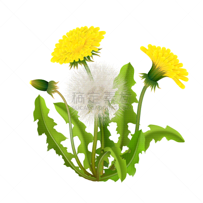 蒲公英,分离着色,灌木,生物学,植物群,草,自然美,春天,写实,花