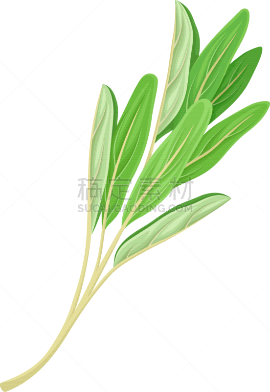 kitchen herb for food preparation and garnish