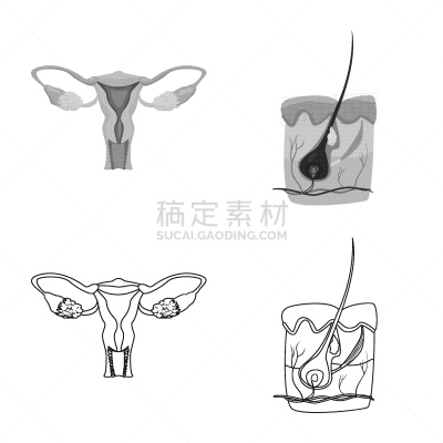 人,符号,人类的生殖器官,卵巢,头皮,头发,收集,设计