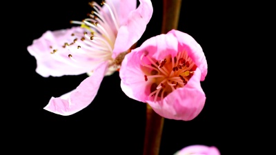 桃花延时摄影